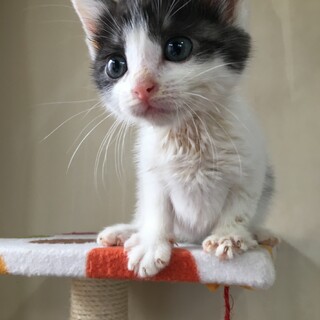 愛護センターレスキュー☆つるぎくん♂1ヶ月