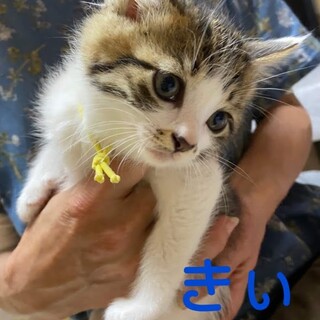 ３月産まれ　きぃ♂　＆　みぃ♂　キジ白兄弟