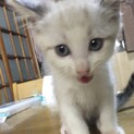 穏やかな白い男の子　生後２ヶ月