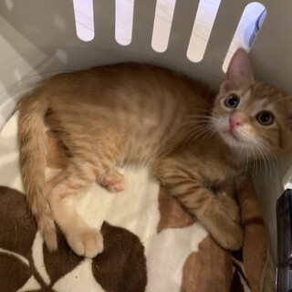家族が出来ました♡推定2ヶ月齢☆茶トラ子猫♂