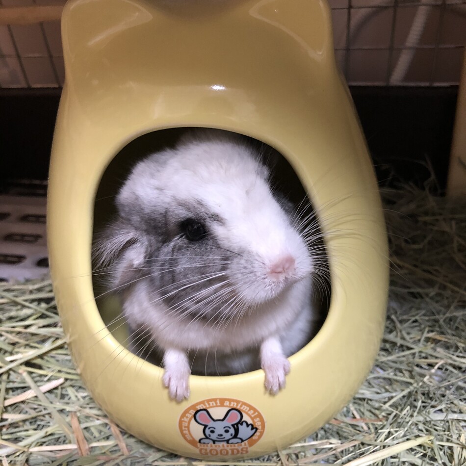 雪白のカバー写真