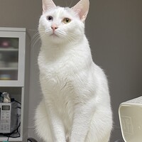ニャビ助