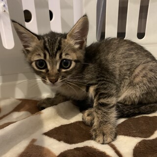 家族が出来ました♡少しこわがり可愛いキジトラ子猫♀
