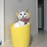 ネネコ