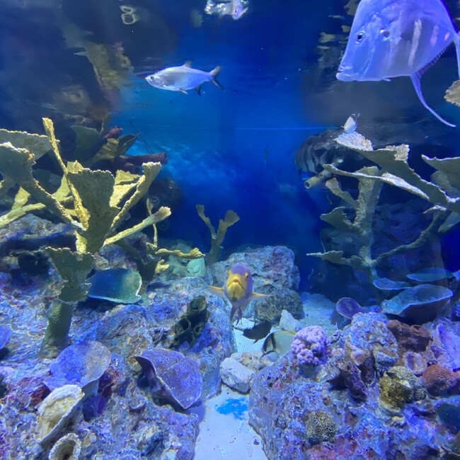 有栖のカバー写真