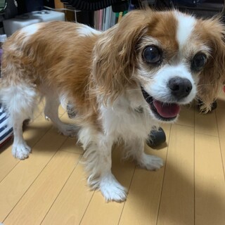 人が大好き！ニコニコ付いて歩きます〜めいちゃん