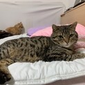 ベンガルの男の子です