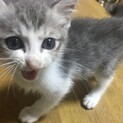 お姫様みたいなキジ猫の女の子　生後２ヶ月