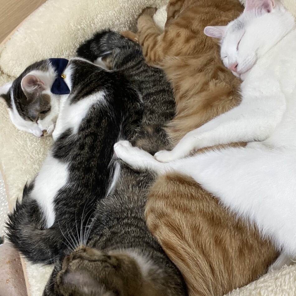 くろこのカバー写真