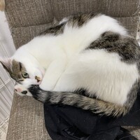 しろこ