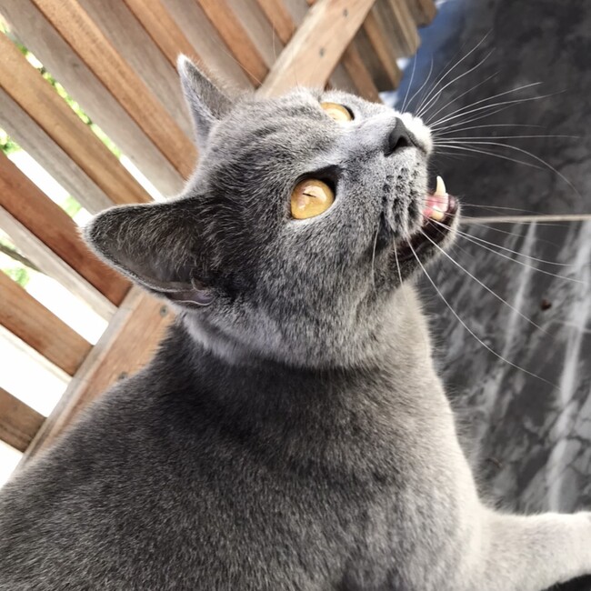 yosieのカバー写真