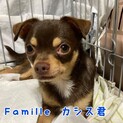 チワワ（チョコタン）カシス君　里親様募集☆