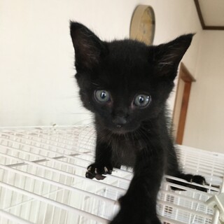 愛護センターレスキュー☆まやちゃん♀1ヶ月