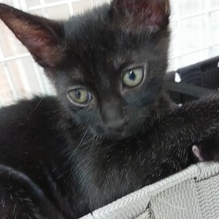 茶葉シリーズ：ウーロン茶くん