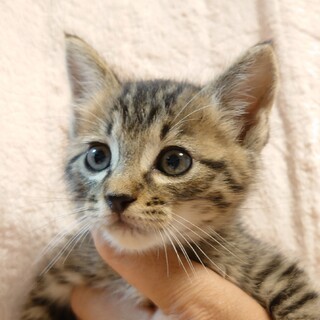 【保健所レスキュー】キリッとしたお顔のキジトラくん