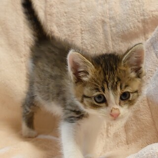 【保健所レスキュー】とってもキュートなキジ白ちゃん