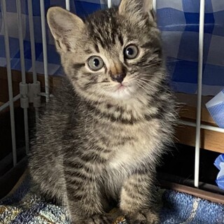 泗水のキジトラ♂1ヶ月半くらい