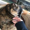ひなここゆきち