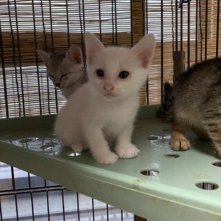 肉球ピンク　鍵しっぽ子猫シロ