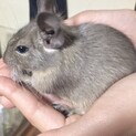 デグーの女の子 里親募集中