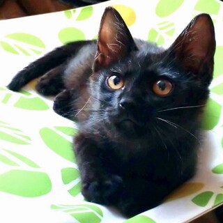 【6/21お台場】初心者歓迎スリゴロ黒猫サビペア