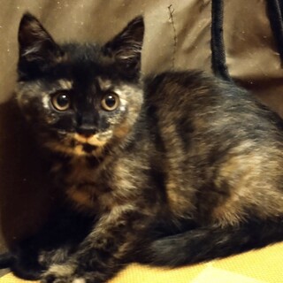 【6/21お台場】スリゴロ黒猫モカくんサビのモコ