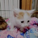 雑種の♂　やんちゃ子猫（約1ヶ月）