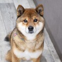 小柄な柴風ミックス犬