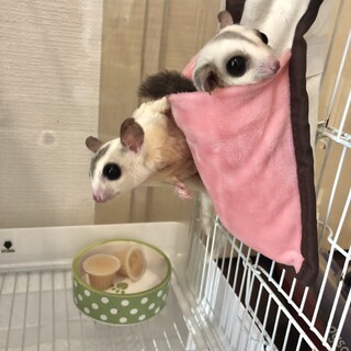 フクロモモンガ　プラチナ♀4歳&モザイク♂3歳