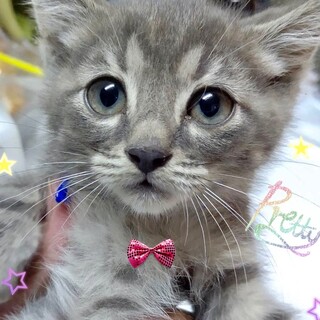 OS-903 ごろにゃん」滋賀県 - 猫の里親募集(316427) :: ペットの 