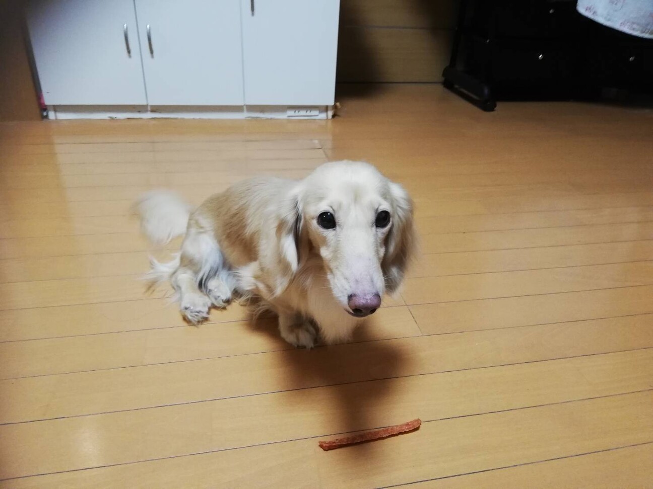 甘えん坊のミニチュアダッ 大阪府 犬の里親募集 ペットのおうち 月間利用者150万人