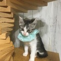 イケメンの甘えん坊サバ白清四郎2ヶ月