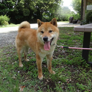 柴MIXの家族になってください。（募集一時停止）