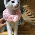ふわふわな毛の超癒し系椎子ちゃん