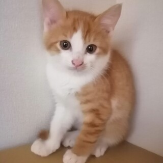 違反取下げ！♡茶トラのちぃくんとほわほわモジャ