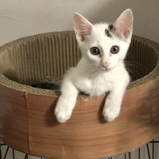 人懐こい美猫ちゃん♀