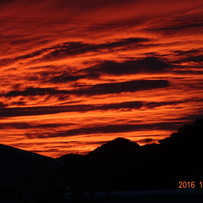 淡路ワンニャンクラブ犬担当ロンデデのカバー写真