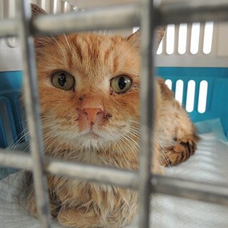 ブリティッシュショートヘアー　栄養失調でにす