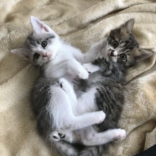 可愛い兄妹　ネオ君＆リコちゃん　2ヶ月