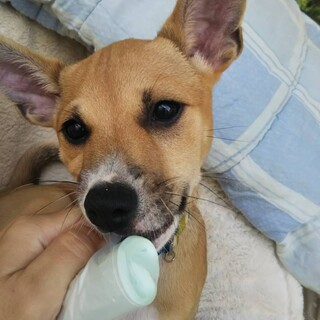 お耳の大きい濃茶ちゃん 東京都 犬の里親募集 ペットのおうち 月間利用者150万人