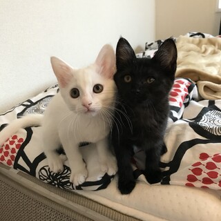 仲良し　白ちゃん＆黒ちゃん　2ヶ月半