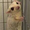 フクロモモンガクリミノヘテロリューシヘテロプラチナ