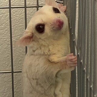 フクロモモンガクリミノヘテロリューシヘテロプラチナ