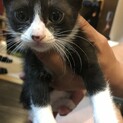 子猫里親募集‼︎