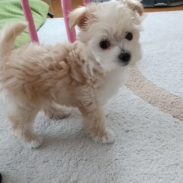 石村ホイップの写真