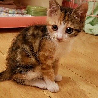 パワフル三毛　くららちゃん