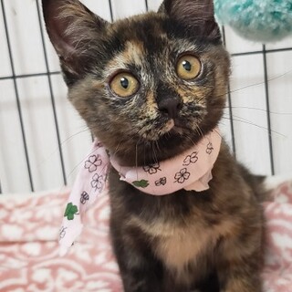 【6/21東銀座】ココアちゃん２ヵ月半♪