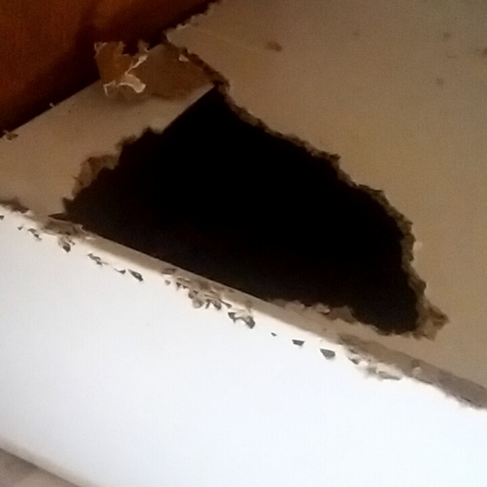 キウイのカバー写真