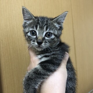 美人な黒トラ