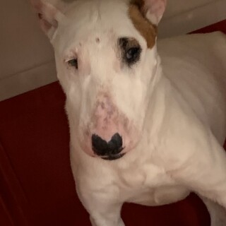 ブルテリア　5歳の女の子